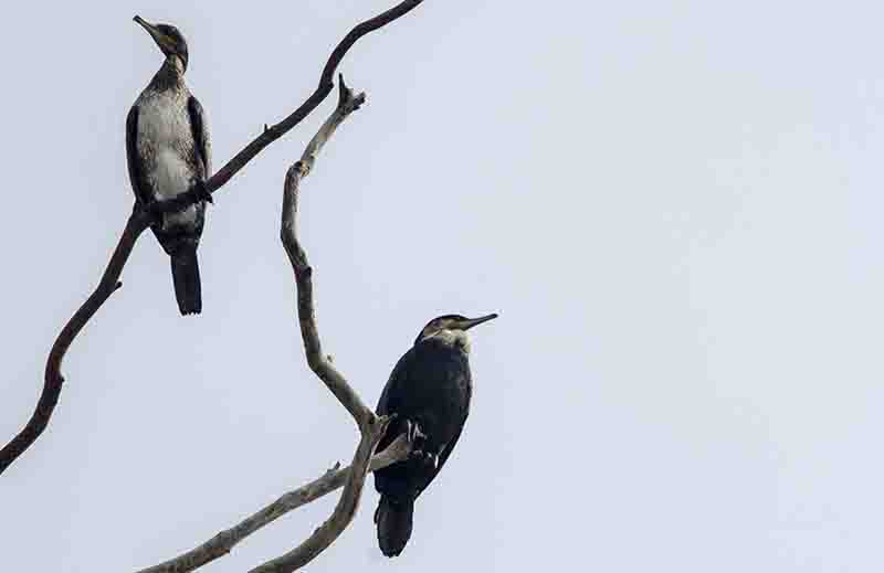 Cormorán - lago Bunyonyi - Uganda 2.jpg